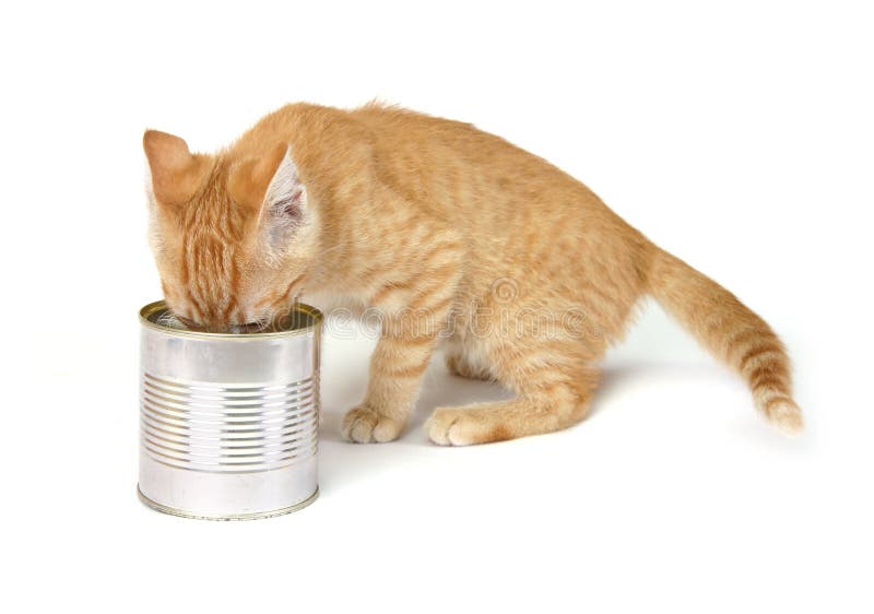 Kat aan het eten stock foto