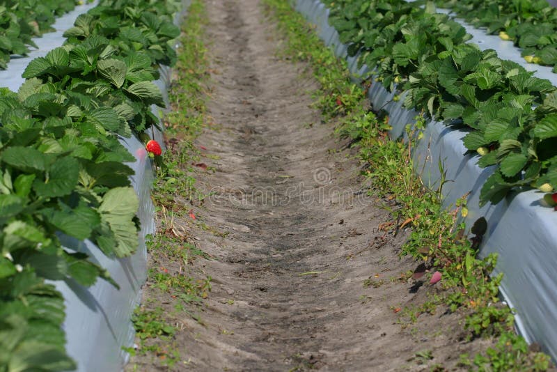 Het Flard van de aardbei royalty-vrije stock foto's Het Flard van de aardbei royalty-vrije stock foto's