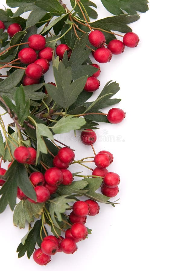 Meidoornframe royalty-vrije stock fotografie