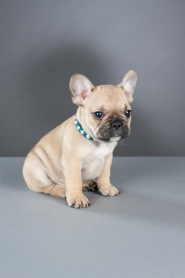 Het Franse Puppy van de Buldog royalty-vrije stock afbeeldingen Het Franse Puppy van de Buldog royalty-vrije stock afbeeldingen