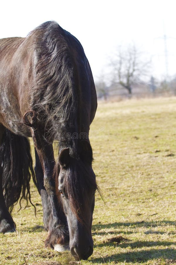 Het Friesian paard weiden stock foto Het Friesian paard weiden stock foto