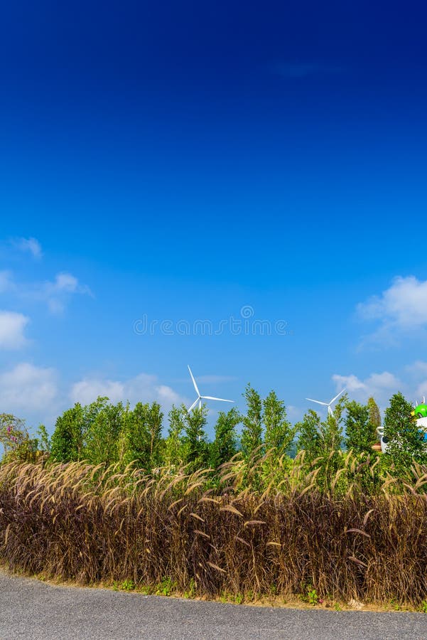 Het gebied van het bloemgras van Pennisetum-de fonteingras van de setaceumvossestaart of Mexicaans Gras met zonlicht en blauwe he royalty-vrije stock foto Het gebied van het bloemgras van Pennisetum-de fonteingras van de setaceumvossestaart of Mexicaans Gras met zonlicht en blauwe he royalty-vrije stock foto