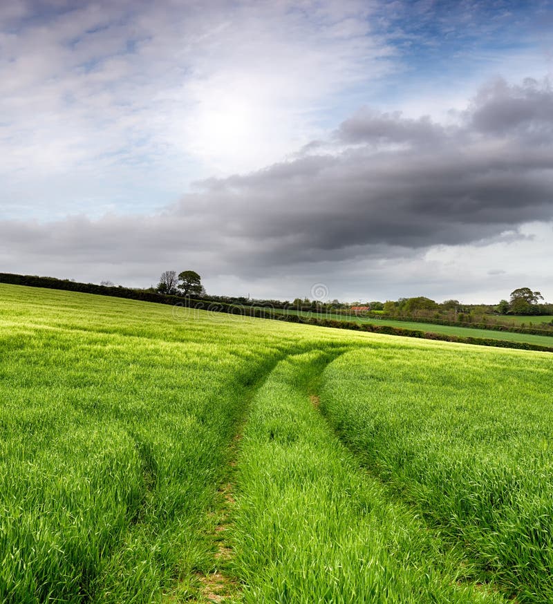 Download Het Gebied Van De Gerst Gouden Tarwegebied Stock Foto - Afbeelding bestaande uit platteland, brits: 54089744