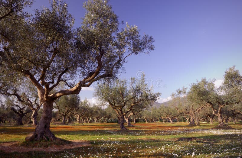 Het gebied van de olijfboom in Kalamata, Griekenland