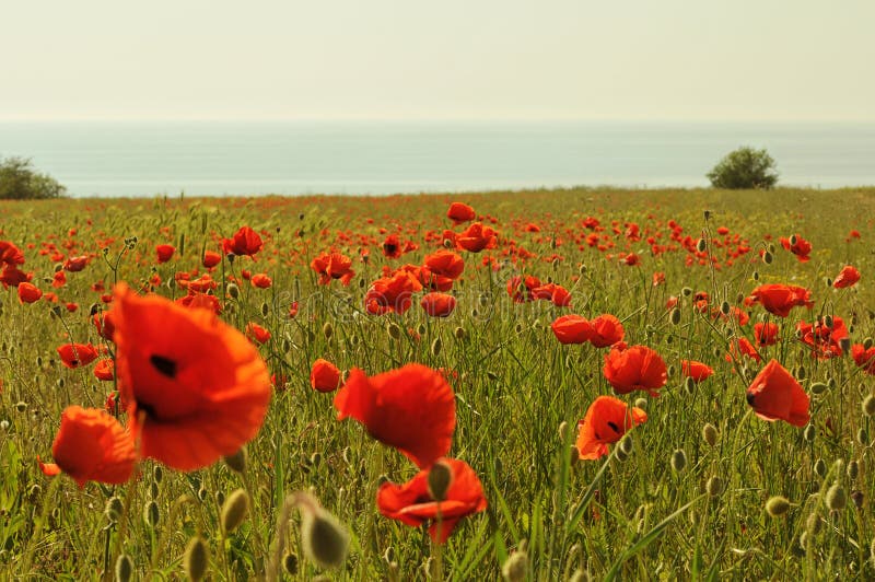 Het gebied van de papaver royalty-vrije stock afbeelding Het gebied van de papaver royalty-vrije stock afbeelding