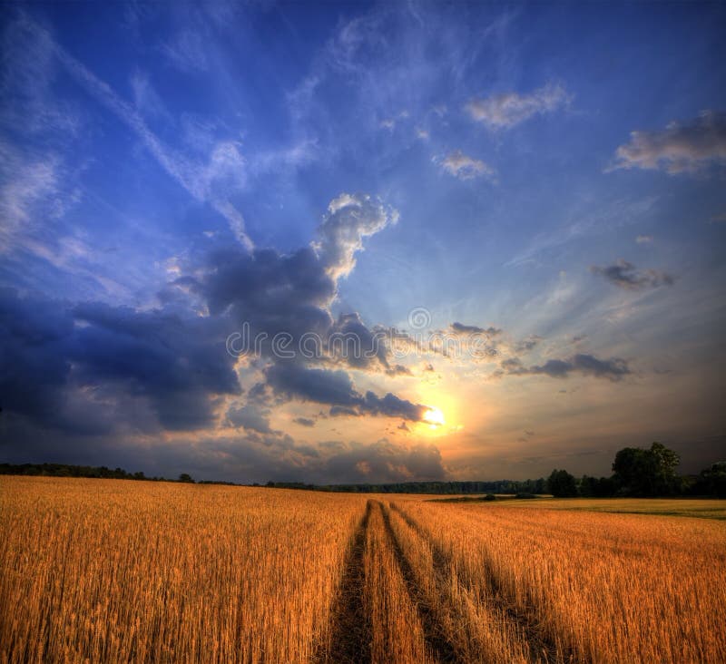 Het gebied van de tarwe op zonsondergang royalty-vrije stock afbeelding Het gebied van de tarwe op zonsondergang royalty-vrije stock afbeelding