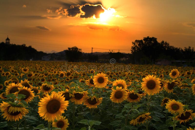 Het gebied van de zonnebloem stock afbeelding Het gebied van de zonnebloem stock afbeelding