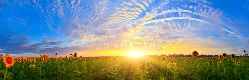 Het gebied van de zonnebloem stock foto's Het gebied van de zonnebloem stock foto's