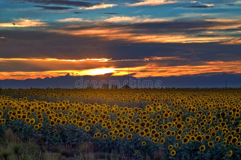 Het Gebied van de zonnebloem bij zonsondergang in Colorado stock foto Het Gebied van de zonnebloem bij zonsondergang in Colorado stock foto