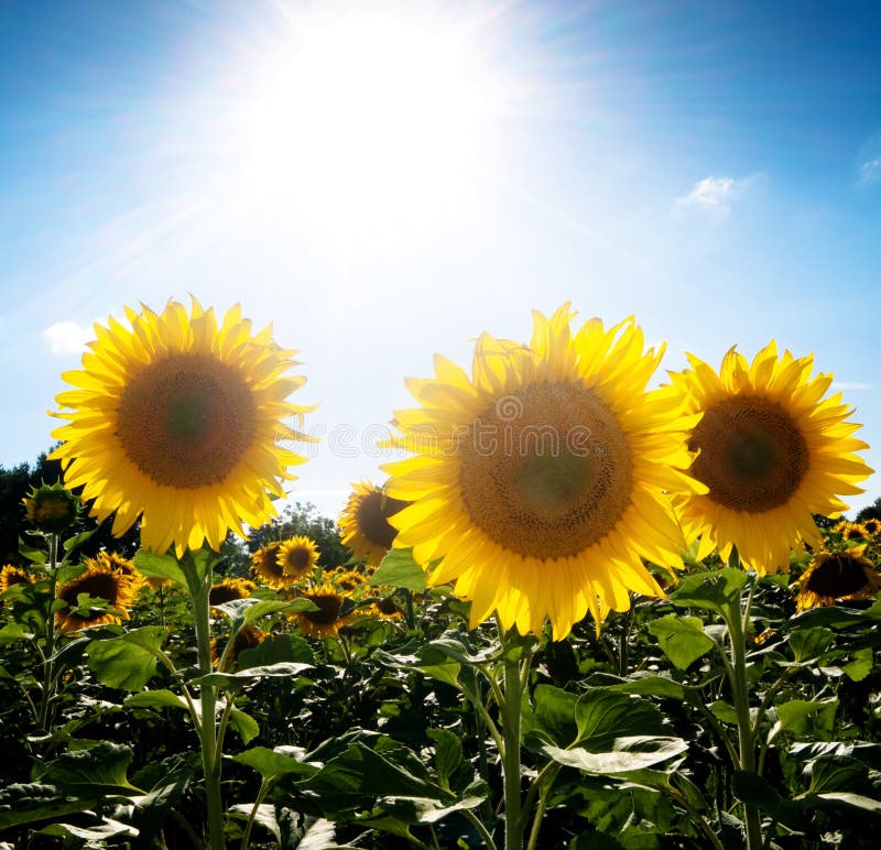 Het gebied van de zonnebloem onder de zon stock foto's Het gebied van de zonnebloem onder de zon stock foto's