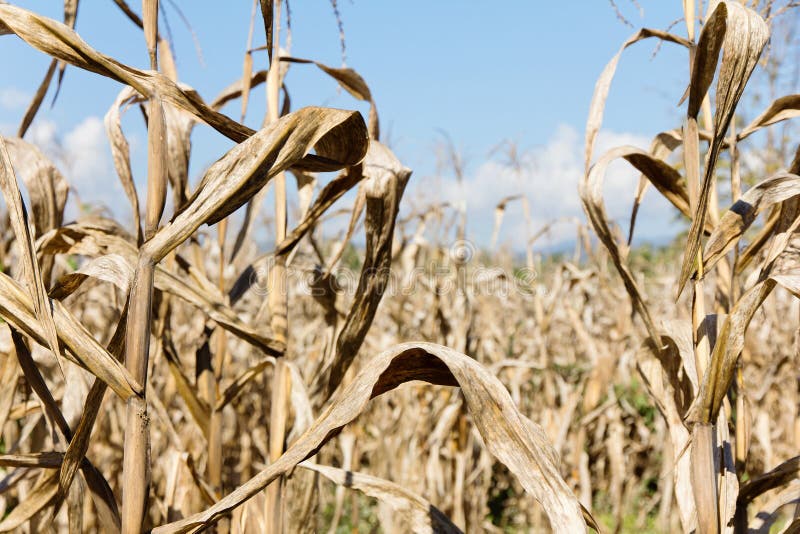 Het gebied van het droogtegraan royalty-vrije stock afbeeldingen Het gebied van het droogtegraan royalty-vrije stock afbeeldingen