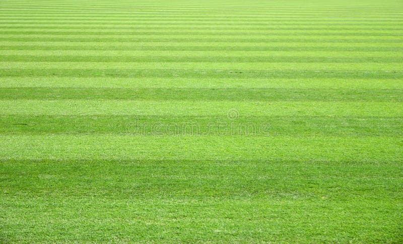 Het Gebied van het gras royalty-vrije stock afbeeldingen Het Gebied van het gras royalty-vrije stock afbeeldingen