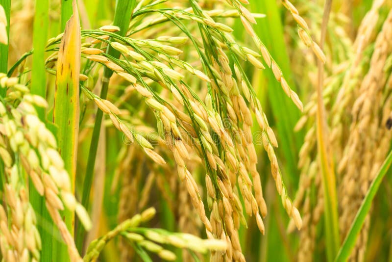 Rijstveld stock afbeelding