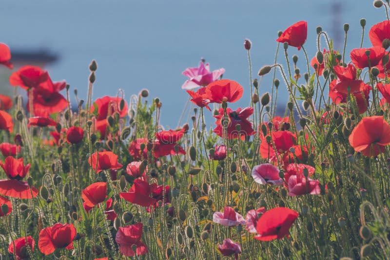 Het gebied van papavers tegen de achtergrond van de blauwe hemel, mooie rode bloemen, een seizoen van het tot bloei komen van pap stock foto's Het gebied van papavers tegen de achtergrond van de blauwe hemel, mooie rode bloemen, een seizoen van het tot bloei komen van pap stock foto's