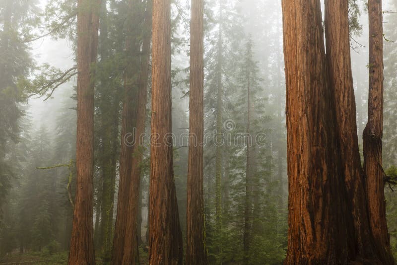 This image of a Redwood forest in fog was captured at Sequoia National Park. The photograph was taken in the spring. This image of a Redwood forest in fog was captured at Sequoia National Park. The photograph was taken in the spring.