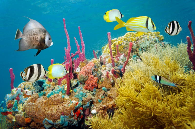 Het gekleurde onderwater mariene leven in een koraalrif