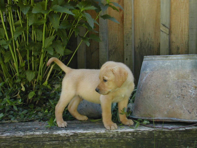 Yellow labrador retriever puppy posing in an herb garden in front of a barn. Yellow labrador retriever puppy posing in an herb garden in front of a barn.