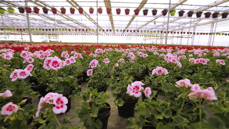 Het geranium in een grote moderne broeikas opblazen Geranium blooms close-up Blooming van geraniums in potten Veel bloei