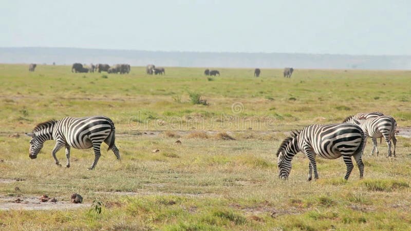 Het gestreepte lopen, Amboseli-park, Kenia