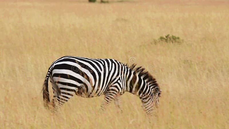 Het gestreepte lopen, Masai Mara