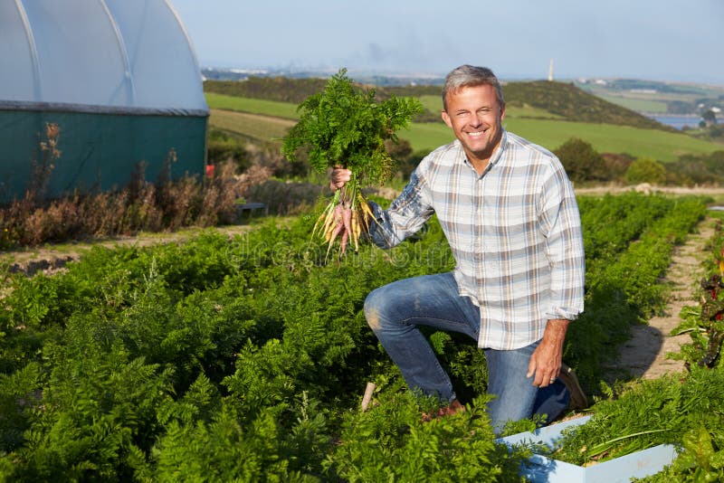 Het Gewas van landbouwersharvesting organic carrot op Landbouwbedrijf royalty-vrije stock foto Het Gewas van landbouwersharvesting organic carrot op Landbouwbedrijf royalty-vrije stock foto
