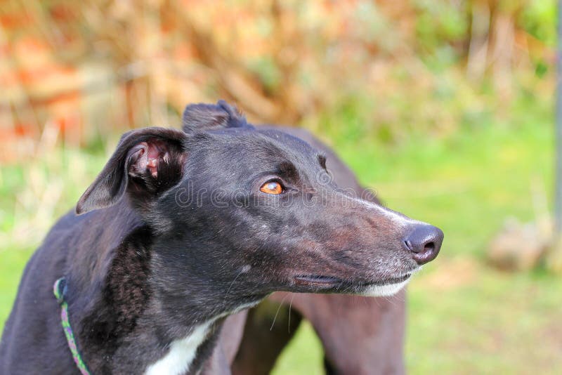Het gezicht die van de windhondhond omhoog eruit zien Sluit omhoog stock afbeelding Het gezicht die van de windhondhond omhoog eruit zien Sluit omhoog stock afbeelding
