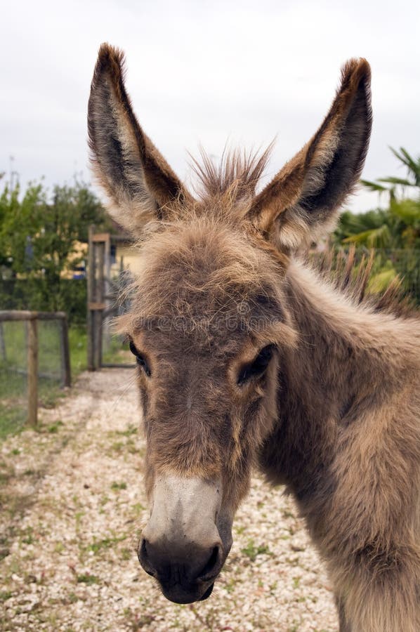 Donkey looking around - Verona (Italy). Donkey looking around - Verona (Italy)