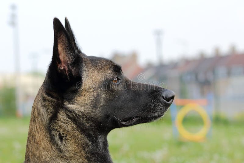 Het gezicht van een Belgische de Herdershond van Malinois aandachtig aan orden met levendig en gelukkig ziet eruit royalty-vrije stock fotografie Het gezicht van een Belgische de Herdershond van Malinois aandachtig aan orden met levendig en gelukkig ziet eruit royalty-vrije stock fotografie