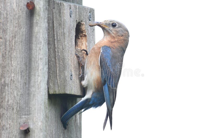 Het geïsoleerde_ Vogelhuis van Sialia stock afbeeldingen Het geïsoleerde_ Vogelhuis van Sialia stock afbeeldingen