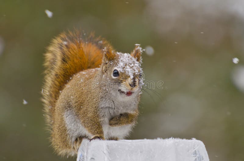Het glimlachen van Amerikaanse Rode Eekhoorn (Tamiasciurus-hudsonicus) royalty-vrije stock afbeelding Het glimlachen van Amerikaanse Rode Eekhoorn (Tamiasciurus-hudsonicus) royalty-vrije stock afbeelding