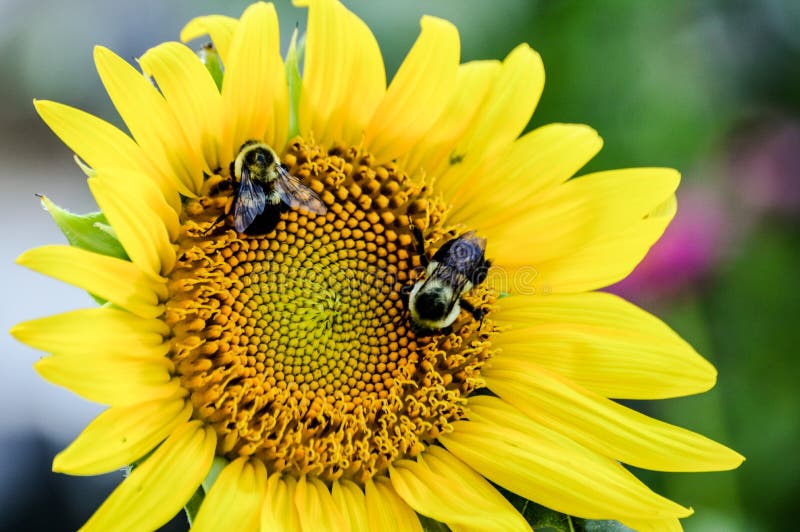 Het glimlachen het zonnebloemgezicht met stuntelt bijen als ogen royalty-vrije stock fotografie Het glimlachen het zonnebloemgezicht met stuntelt bijen als ogen royalty-vrije stock fotografie