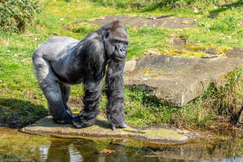 Het gorillamannetje kijkt zeer ernstig royalty-vrije stock fotografie Het gorillamannetje kijkt zeer ernstig royalty-vrije stock fotografie