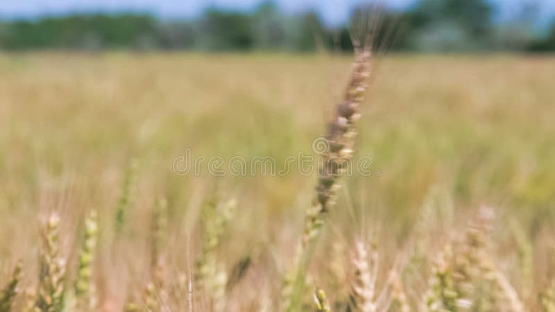 Het gouden Gebied van de Tarwe