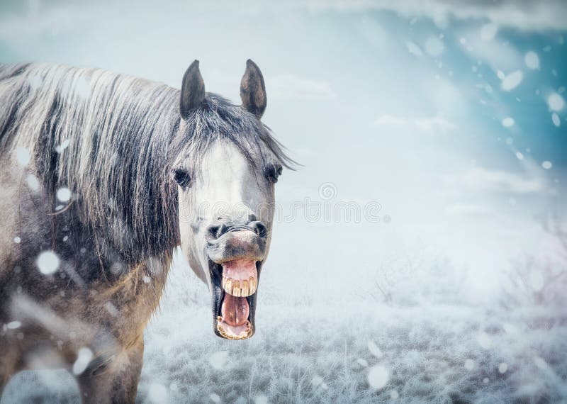 Het grappige gezicht van het glimlachpaard bij de achtergrond van de de winteraard met sneeuwdaling royalty-vrije stock fotografie Het grappige gezicht van het glimlachpaard bij de achtergrond van de de winteraard met sneeuwdaling royalty-vrije stock fotografie