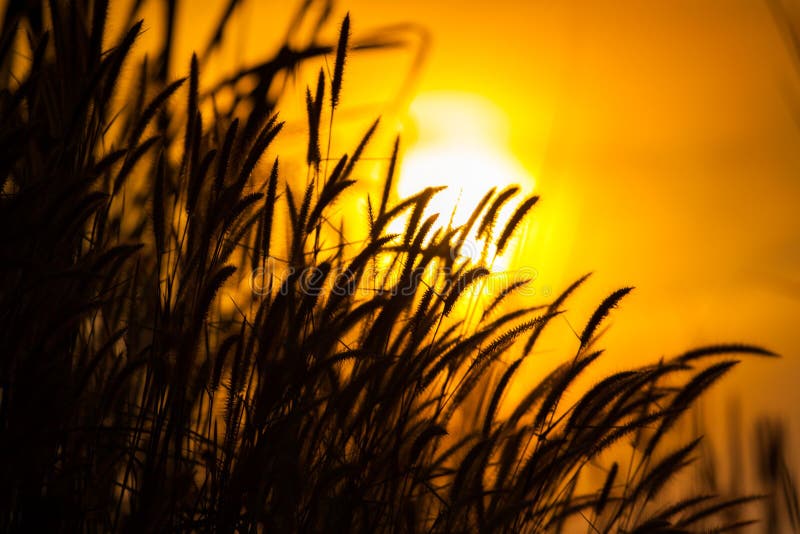 Het gras van het close-upsilhouet met achtergrond van zonsopgang stock foto's Het gras van het close-upsilhouet met achtergrond van zonsopgang stock foto's
