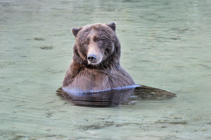 Grizzly Bear relaxing in water. Grizzly Bear relaxing in water