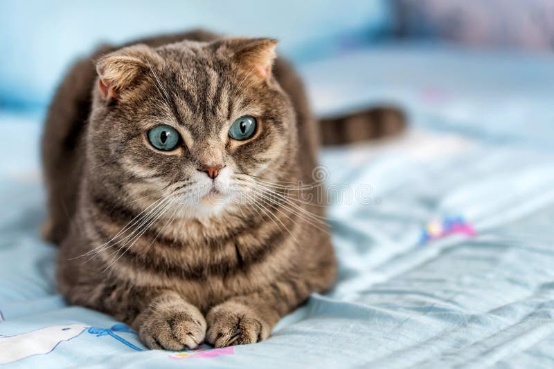 Het grijze Britse portret van de shorthairkat royalty-vrije stock foto's Het grijze Britse portret van de shorthairkat royalty-vrije stock foto's