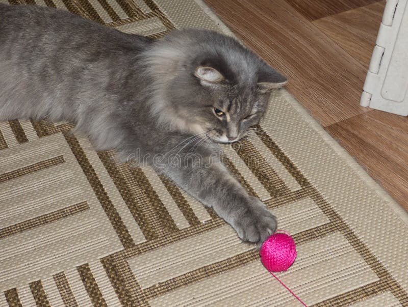 Gray fluffy siberian cat playing with magenta ball of yarn. Active pet catch the toy. Gray fluffy siberian cat playing with magenta ball of yarn. Active pet catch the toy.