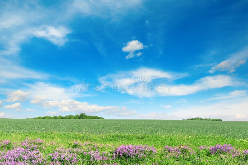 Het groene gebied van de de lentetarwe en blauwe hemel royalty-vrije stock foto's Het groene gebied van de de lentetarwe en blauwe hemel royalty-vrije stock foto's
