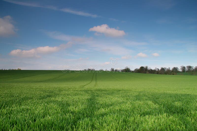 Het groene Gebied van de Tarwe royalty-vrije stock afbeeldingen Het groene Gebied van de Tarwe royalty-vrije stock afbeeldingen