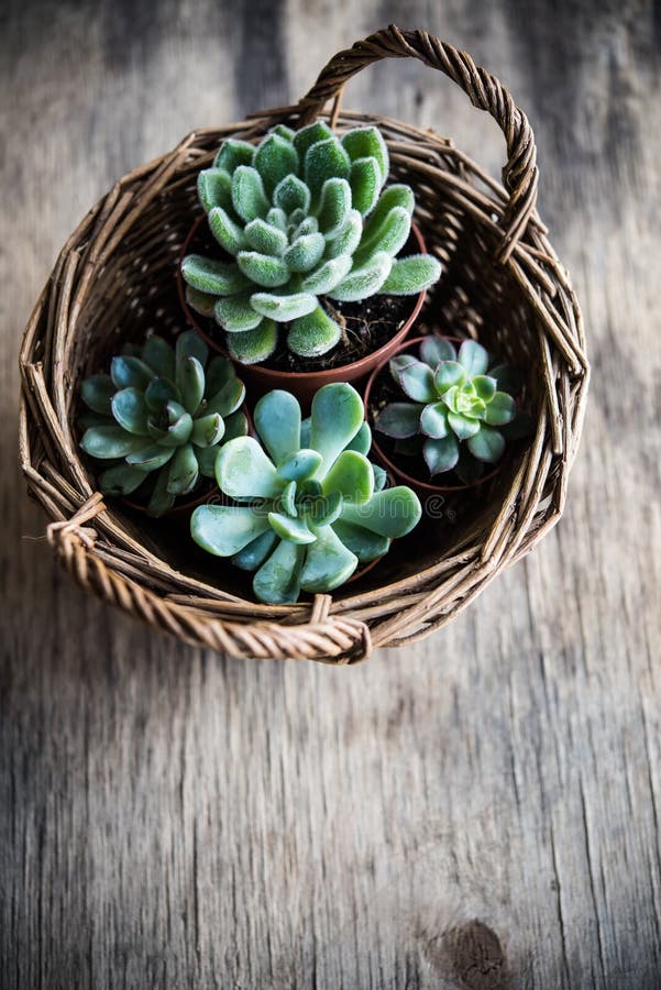 Green house plants potted, succulents in a basket on old vintage wooden background. Home gardening, close-up with copyspace. Scandinavian rustic style decor. Green house plants potted, succulents in a basket on old vintage wooden background. Home gardening, close-up with copyspace. Scandinavian rustic style decor.