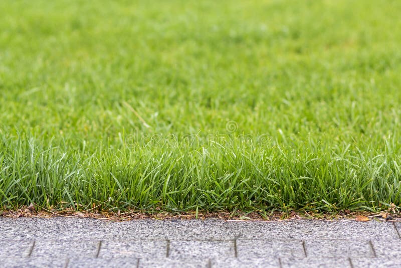 Het groene verse gras groeien langs asfalt grijze weg, textuur voor achtergrond Groen helder zonnig gazon, tuin of binnenplaatspa stock afbeelding Het groene verse gras groeien langs asfalt grijze weg, textuur voor achtergrond Groen helder zonnig gazon, tuin of binnenplaatspa stock afbeelding