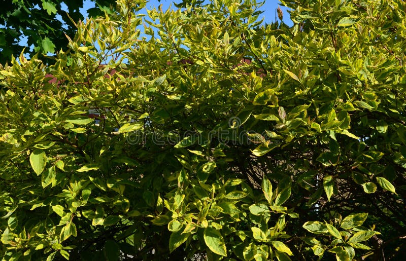 It is large, compact and grows to a height of approximately 1.5 meters. It is leafy with broadly ovate green leaves with a serrated edge of cream color. During May and July, it blooms with 2 - 4 cm lo. It is large, compact and grows to a height of approximately 1.5 meters. It is leafy with broadly ovate green leaves with a serrated edge of cream color. During May and July, it blooms with 2 - 4 cm lo