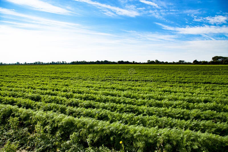 Het grote hoogtepunt van het wortelgebied van carotine royalty-vrije stock foto's Het grote hoogtepunt van het wortelgebied van carotine royalty-vrije stock foto's
