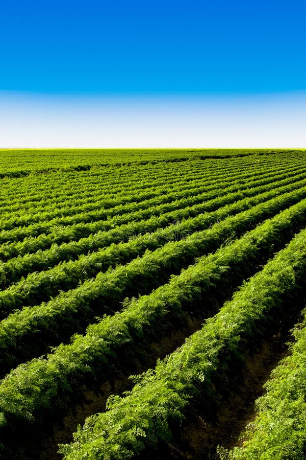 Het grote hoogtepunt van het wortelgebied van carotine royalty-vrije stock afbeeldingen Het grote hoogtepunt van het wortelgebied van carotine royalty-vrije stock afbeeldingen