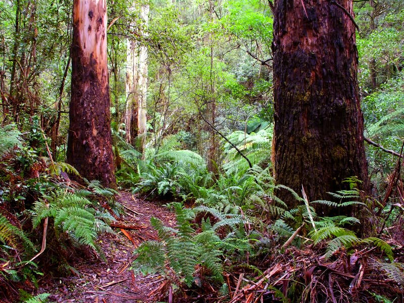 Het grote Nationale Park Australië van Otway stock foto Het grote Nationale Park Australië van Otway stock foto