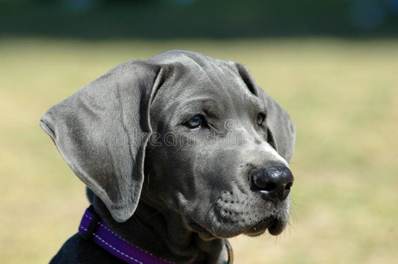 A beautiful little blue Great Dane puppy dog head portrait with blue eyes and cute expression in the face watching other dogs in the park. A beautiful little blue Great Dane puppy dog head portrait with blue eyes and cute expression in the face watching other dogs in the park