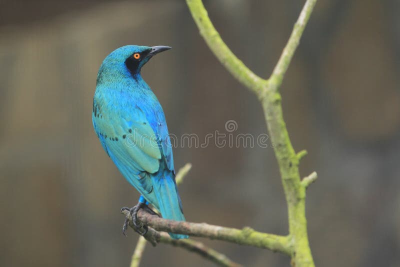 Het grotere blauw-eared starling royalty-vrije stock foto Het grotere blauw-eared starling royalty-vrije stock foto