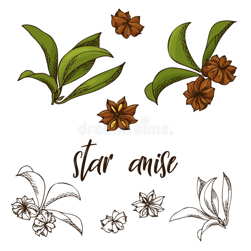 Het hand getrokken kruid van de steranijsplant Decoratief element in schetsstijl Vector illustratie vector illustratie Het hand getrokken kruid van de steranijsplant Decoratief element in schetsstijl Vector illustratie vector illustratie