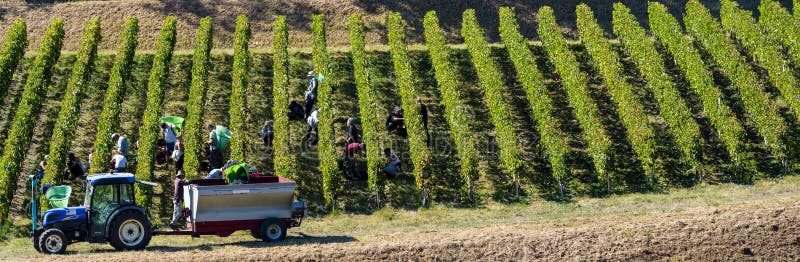 Het hand oogsten in de wijngaard van Bordeaux, Saint Emilion royalty-vrije stock afbeeldingen Het hand oogsten in de wijngaard van Bordeaux, Saint Emilion royalty-vrije stock afbeeldingen